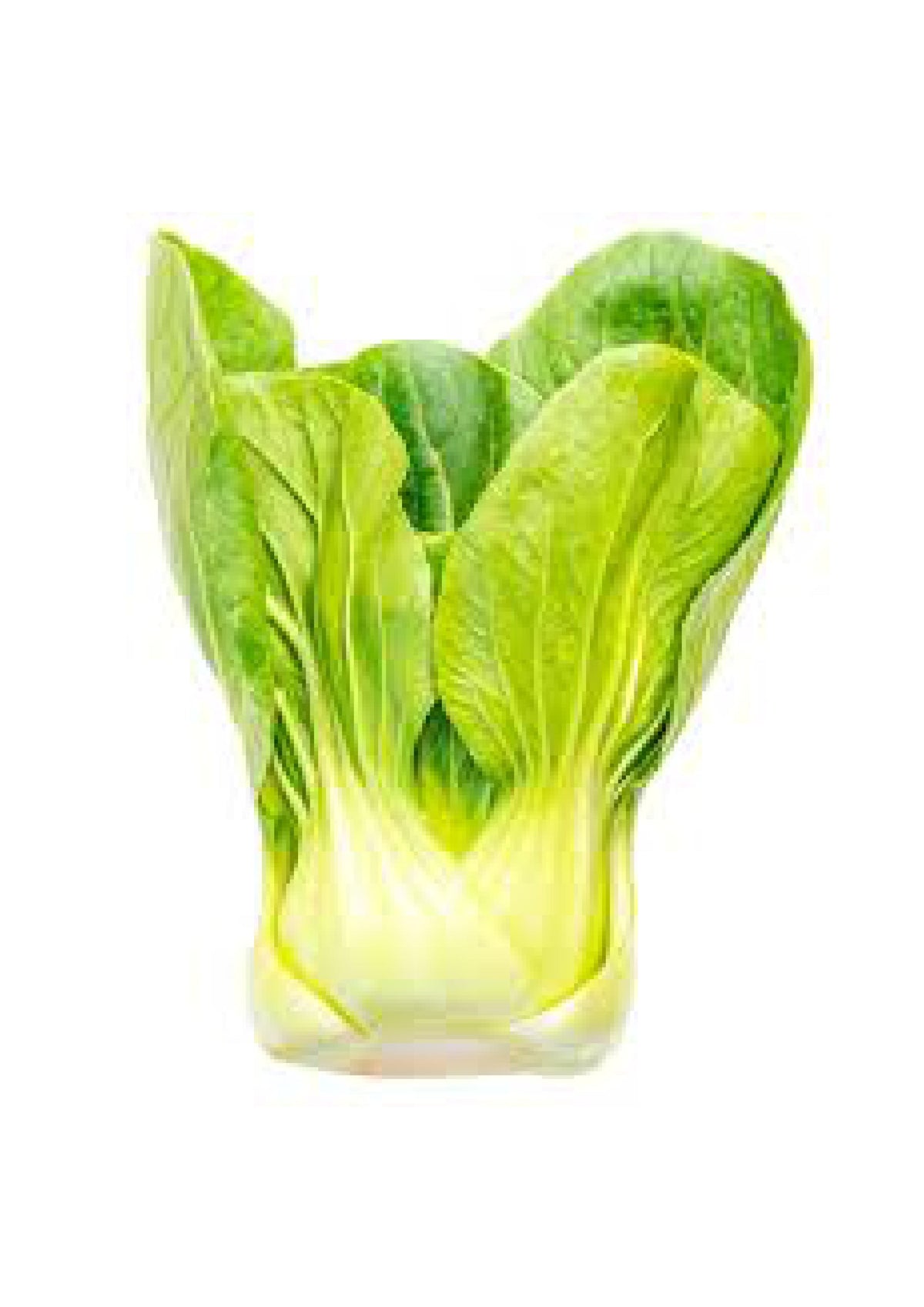 Pakchoi