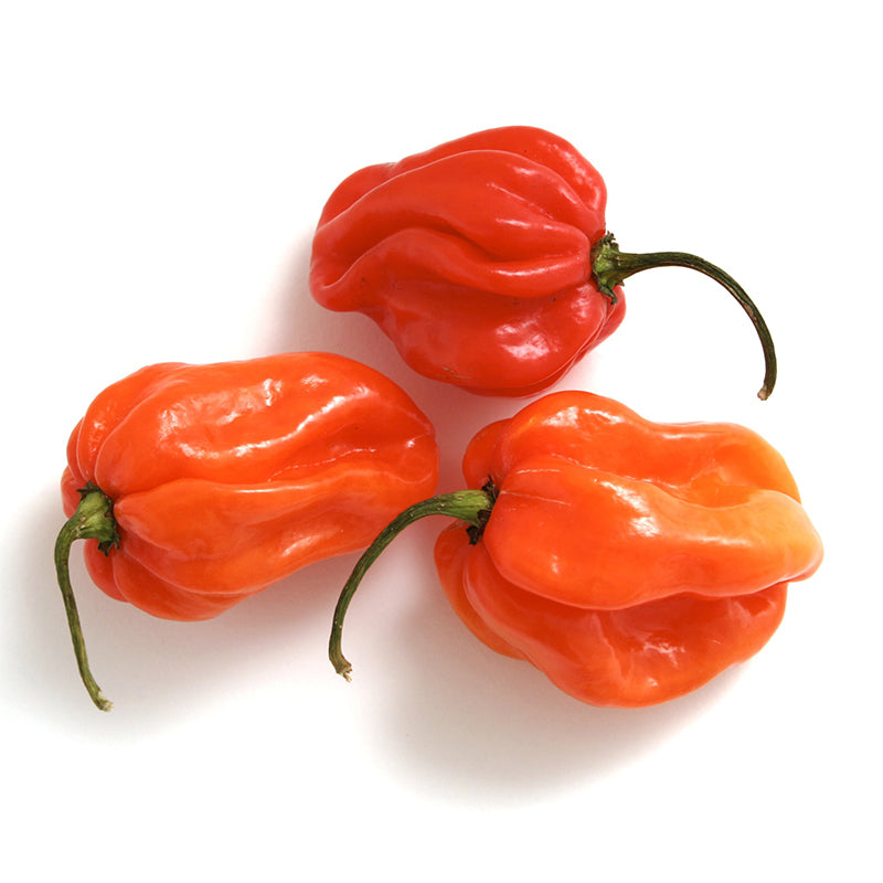 CHILLI SCOTCH BONNET (250gm)