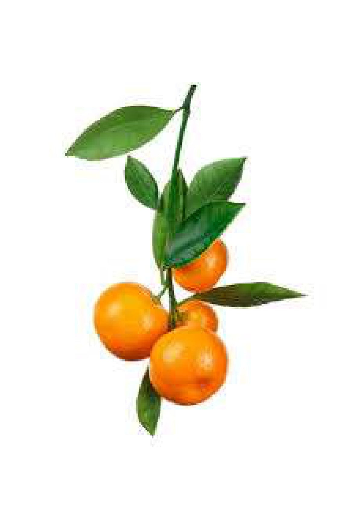 Orange small