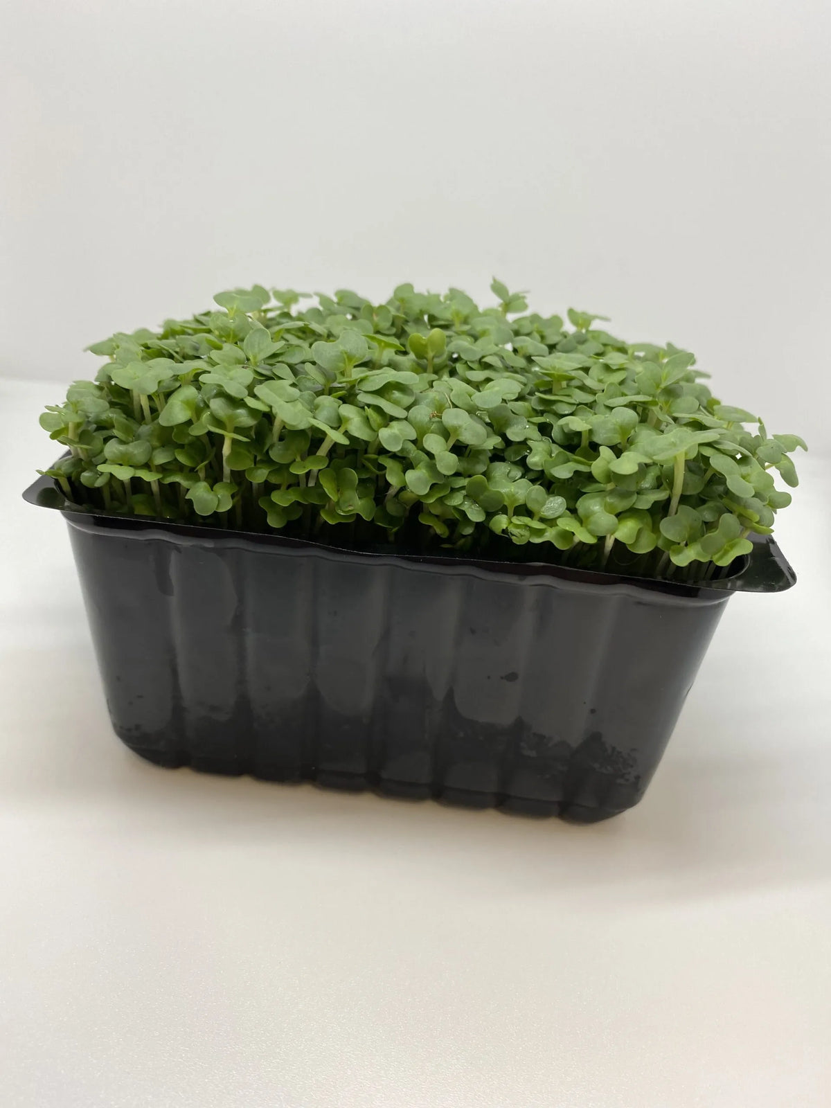 Mustard Cress prepack