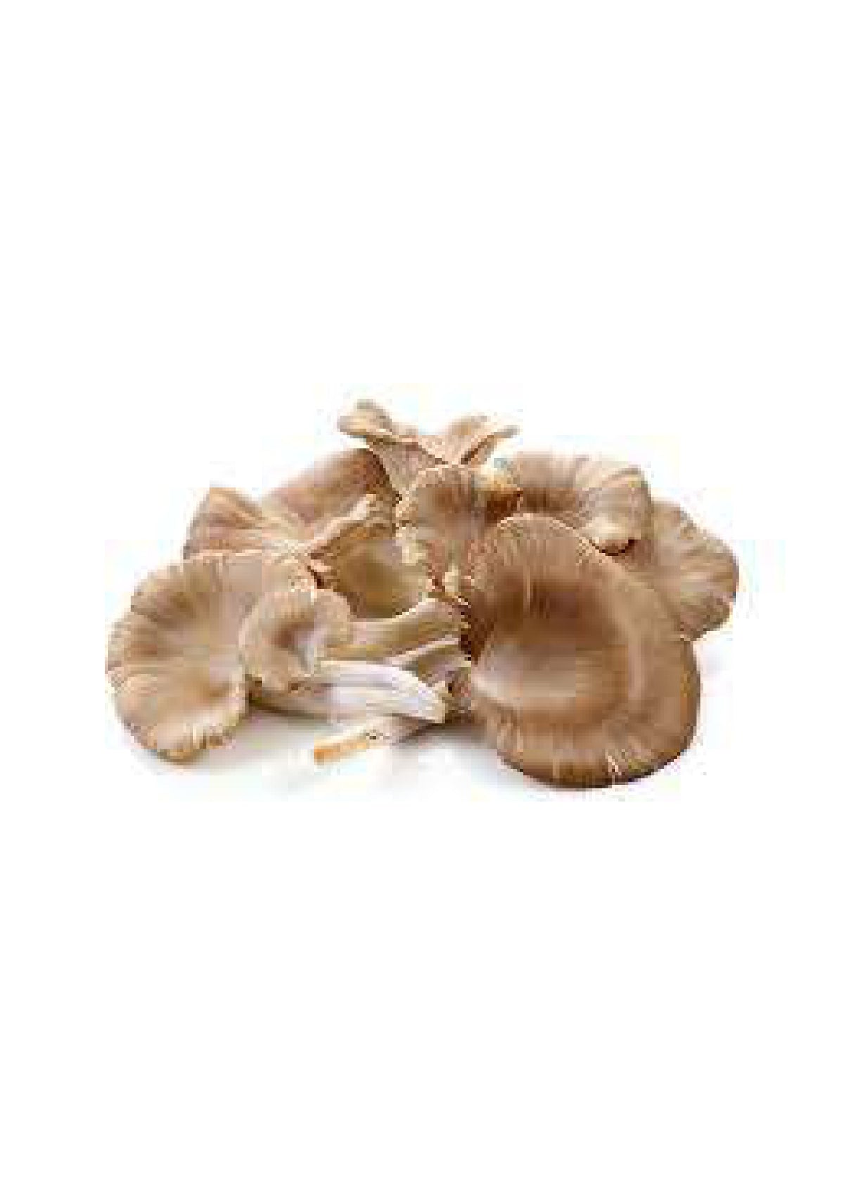 Mushroom oyster (250gm)