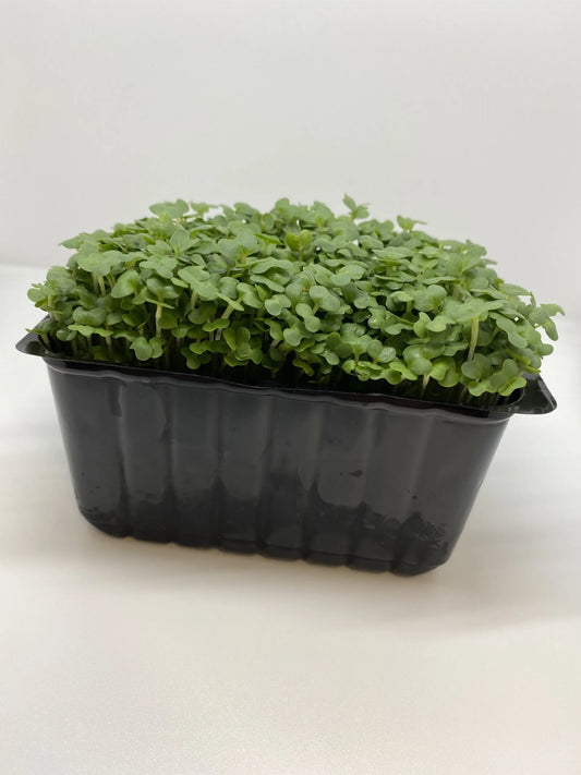 Mustard Cress prepack