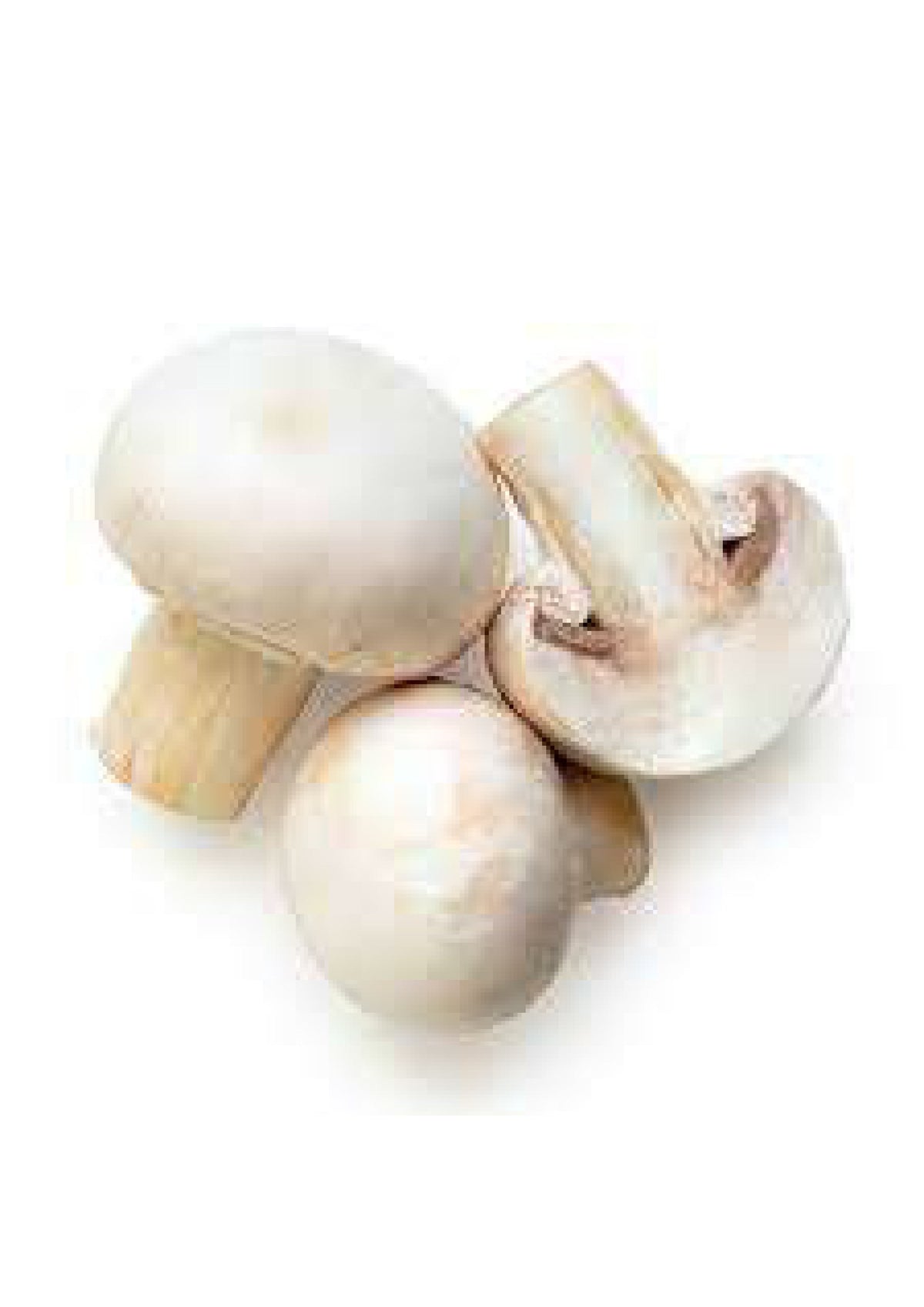 Mushroom PP each