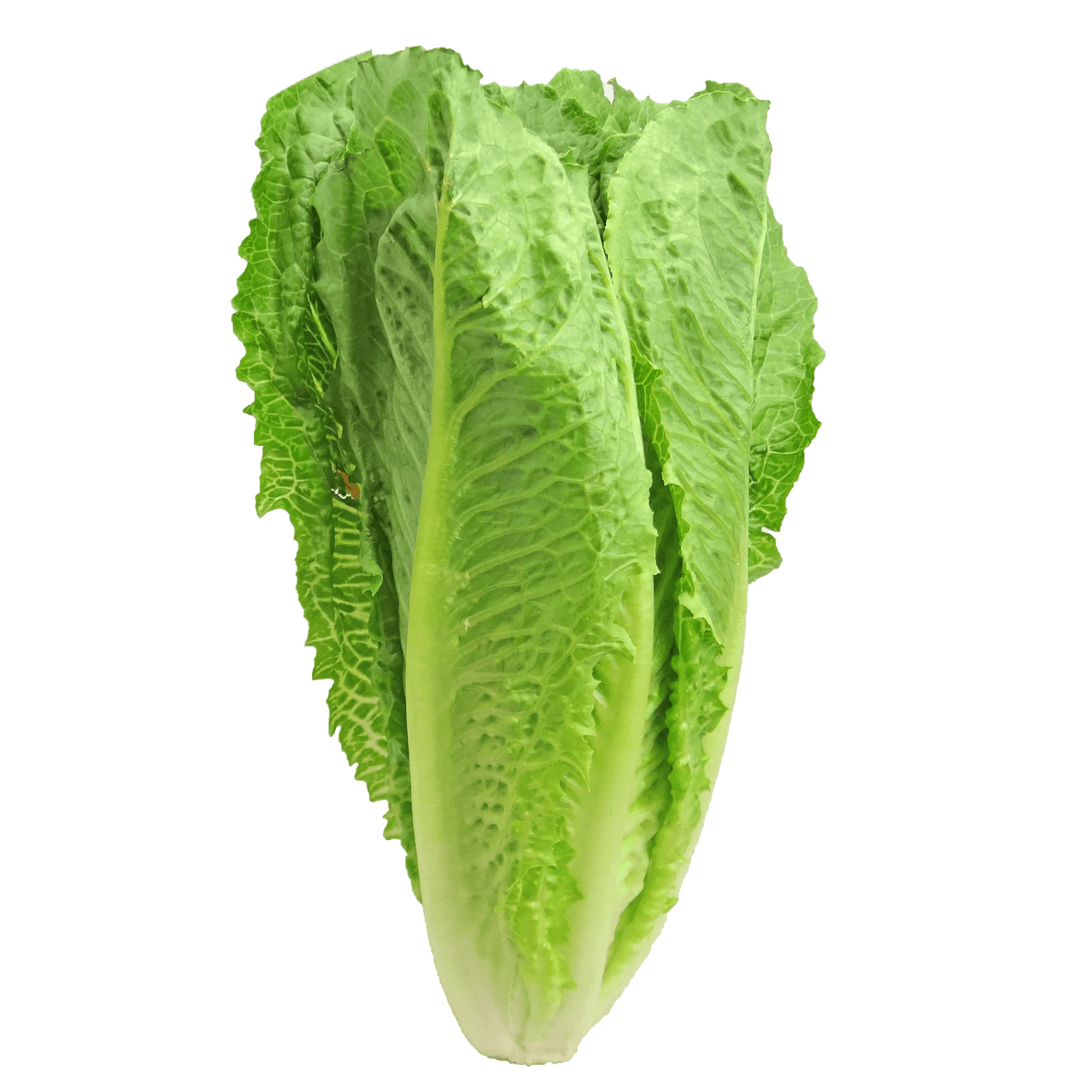 Lettuce Cos each