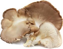 Mushroom oyster (250gm)